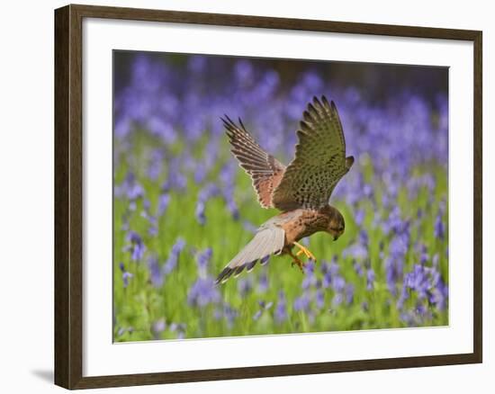 Kestrel Male Hunting in Bluebells-null-Framed Photographic Print