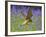 Kestrel Male Hunting in Bluebells-null-Framed Photographic Print