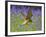 Kestrel Male Hunting in Bluebells-null-Framed Photographic Print