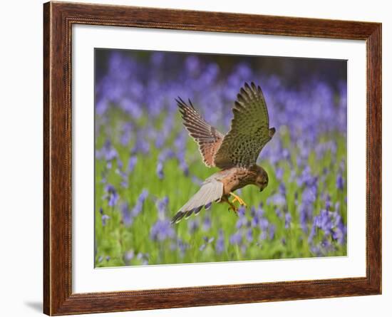 Kestrel Male Hunting in Bluebells-null-Framed Photographic Print