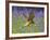 Kestrel Male Hunting in Bluebells-null-Framed Photographic Print