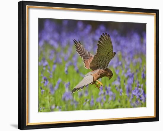 Kestrel Male Hunting in Bluebells-null-Framed Photographic Print