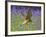 Kestrel Male Hunting in Bluebells-null-Framed Photographic Print