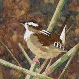 Marsh Wren-Kestrel Michaud-Framed Giclee Print