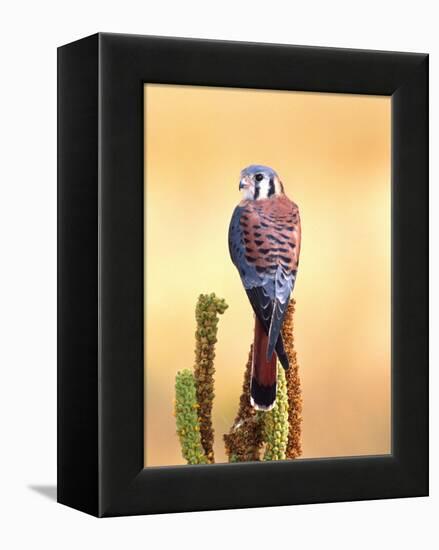 Kestrel, Native to USA and Canada-David Northcott-Framed Premier Image Canvas