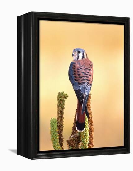 Kestrel, Native to USA and Canada-David Northcott-Framed Premier Image Canvas