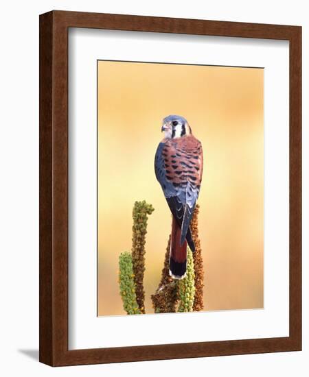 Kestrel, Native to USA and Canada-David Northcott-Framed Photographic Print