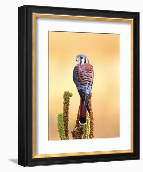 Kestrel, Native to USA and Canada-David Northcott-Framed Photographic Print