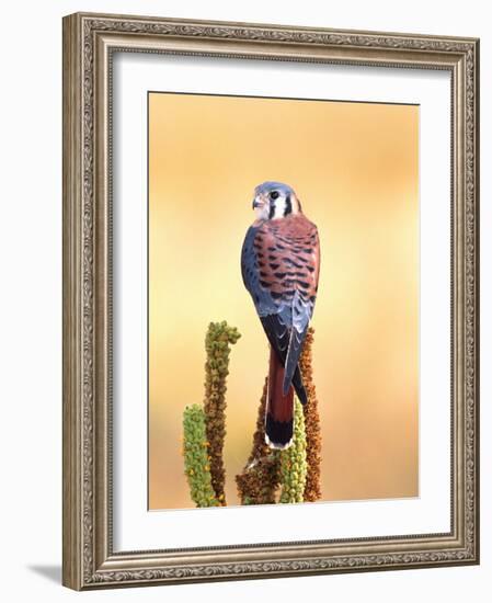 Kestrel, Native to USA and Canada-David Northcott-Framed Photographic Print