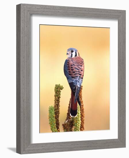 Kestrel, Native to USA and Canada-David Northcott-Framed Photographic Print