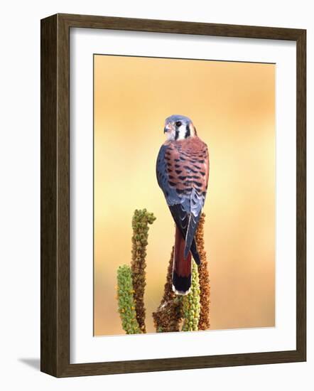 Kestrel, Native to USA and Canada-David Northcott-Framed Photographic Print