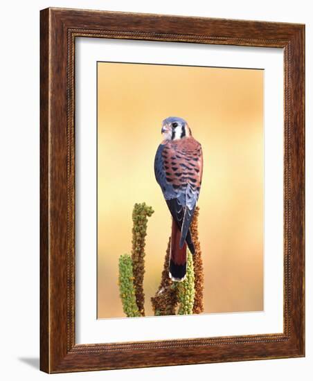 Kestrel, Native to USA and Canada-David Northcott-Framed Photographic Print