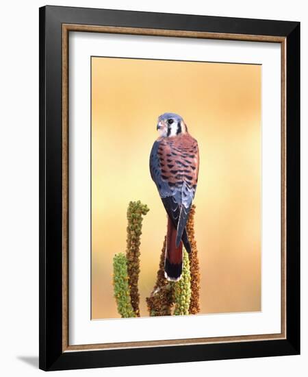 Kestrel, Native to USA and Canada-David Northcott-Framed Photographic Print