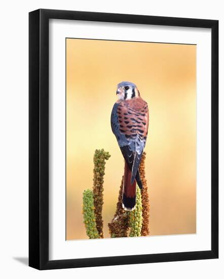 Kestrel, Native to USA and Canada-David Northcott-Framed Photographic Print