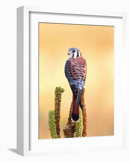 Kestrel, Native to USA and Canada-David Northcott-Framed Photographic Print