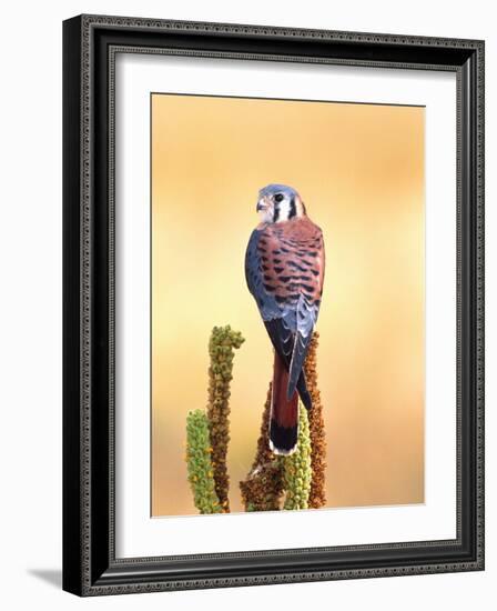 Kestrel, Native to USA and Canada-David Northcott-Framed Photographic Print