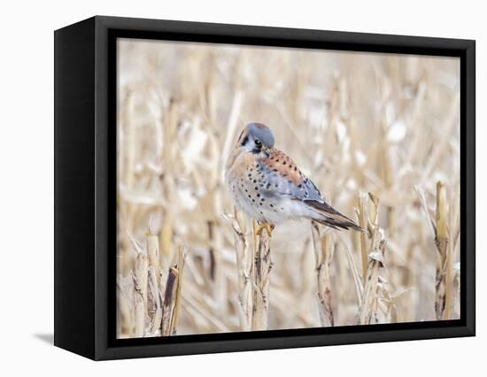 Kestrel perched on a corn stock-Michael Scheufler-Framed Premier Image Canvas