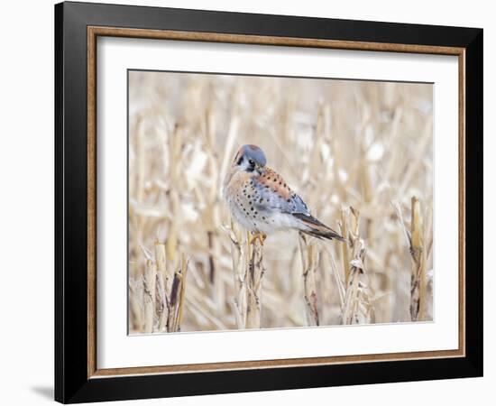 Kestrel perched on a corn stock-Michael Scheufler-Framed Photographic Print