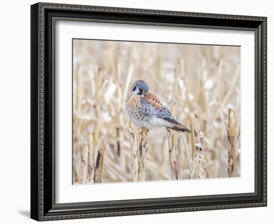 Kestrel perched on a corn stock-Michael Scheufler-Framed Photographic Print