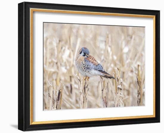 Kestrel perched on a corn stock-Michael Scheufler-Framed Photographic Print