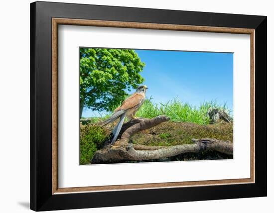 Kestrel perched on fallen branch, UK-David Pike-Framed Photographic Print