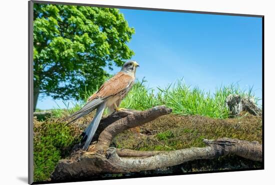 Kestrel perched on fallen branch, UK-David Pike-Mounted Photographic Print