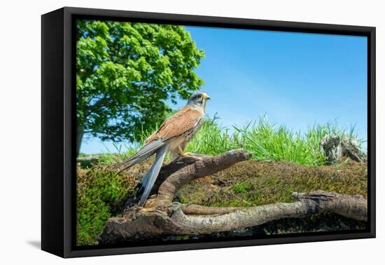 Kestrel perched on fallen branch, UK-David Pike-Framed Premier Image Canvas