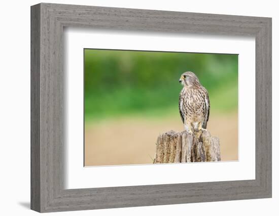 Kestrel perched on tree stump, UK-David Pike-Framed Photographic Print