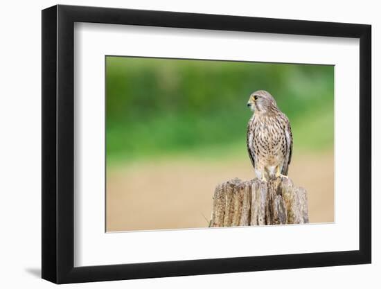 Kestrel perched on tree stump, UK-David Pike-Framed Photographic Print