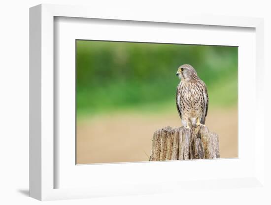 Kestrel perched on tree stump, UK-David Pike-Framed Photographic Print