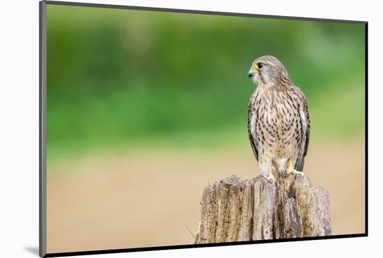 Kestrel perched on tree stump, UK-David Pike-Mounted Photographic Print