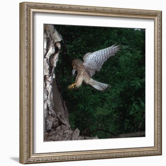 Kestrel with a Mouse-CM Dixon-Framed Photographic Print