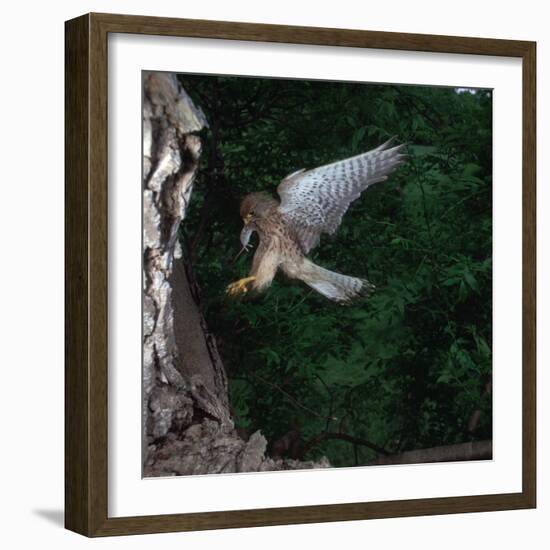 Kestrel with a Mouse-CM Dixon-Framed Photographic Print