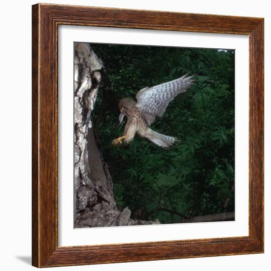 Kestrel with a Mouse-CM Dixon-Framed Photographic Print