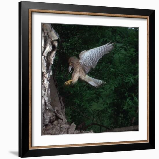 Kestrel with a Mouse-CM Dixon-Framed Photographic Print