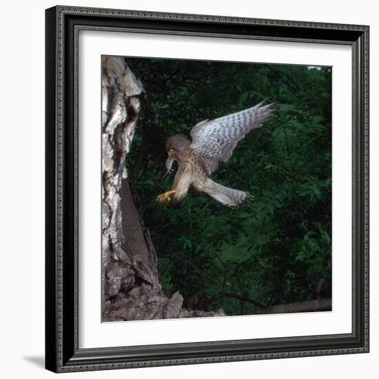 Kestrel with a Mouse-CM Dixon-Framed Photographic Print