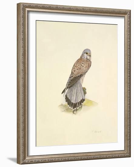 Kestrel-C^T^N^ Ackland-Framed Premium Giclee Print