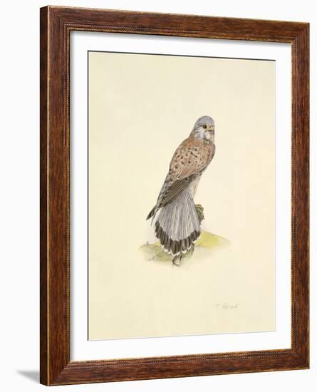 Kestrel-C^T^N^ Ackland-Framed Premium Giclee Print