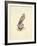 Kestrel-C^T^N^ Ackland-Framed Premium Giclee Print