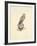 Kestrel-C^T^N^ Ackland-Framed Premium Giclee Print