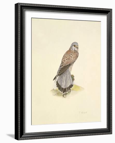 Kestrel-C^T^N^ Ackland-Framed Premium Giclee Print