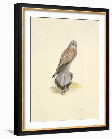 Kestrel-C^T^N^ Ackland-Framed Premium Giclee Print