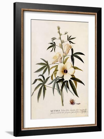 Ketmia, C.1742-Georg Dionysius Ehret-Framed Giclee Print