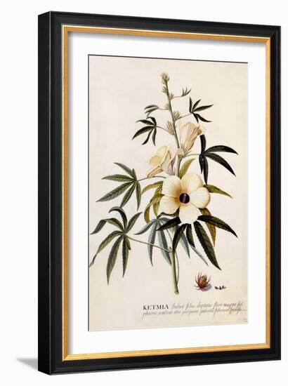 Ketmia, C.1742-Georg Dionysius Ehret-Framed Giclee Print