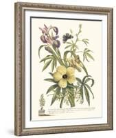 Ketmia, Iris and Alsine-Georg Ehret-Framed Giclee Print