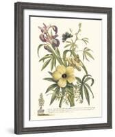Ketmia, Iris and Alsine-Georg Ehret-Framed Giclee Print