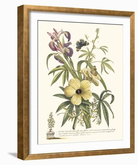 Ketmia, Iris and Alsine-Georg Ehret-Framed Giclee Print