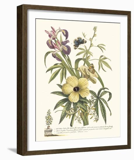 Ketmia, Iris and Alsine-Georg Ehret-Framed Giclee Print