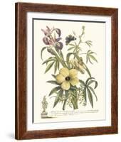 Ketmia, Iris and Alsine-Georg Ehret-Framed Giclee Print