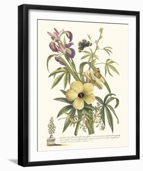 Ketmia, Iris and Alsine-Georg Ehret-Framed Giclee Print